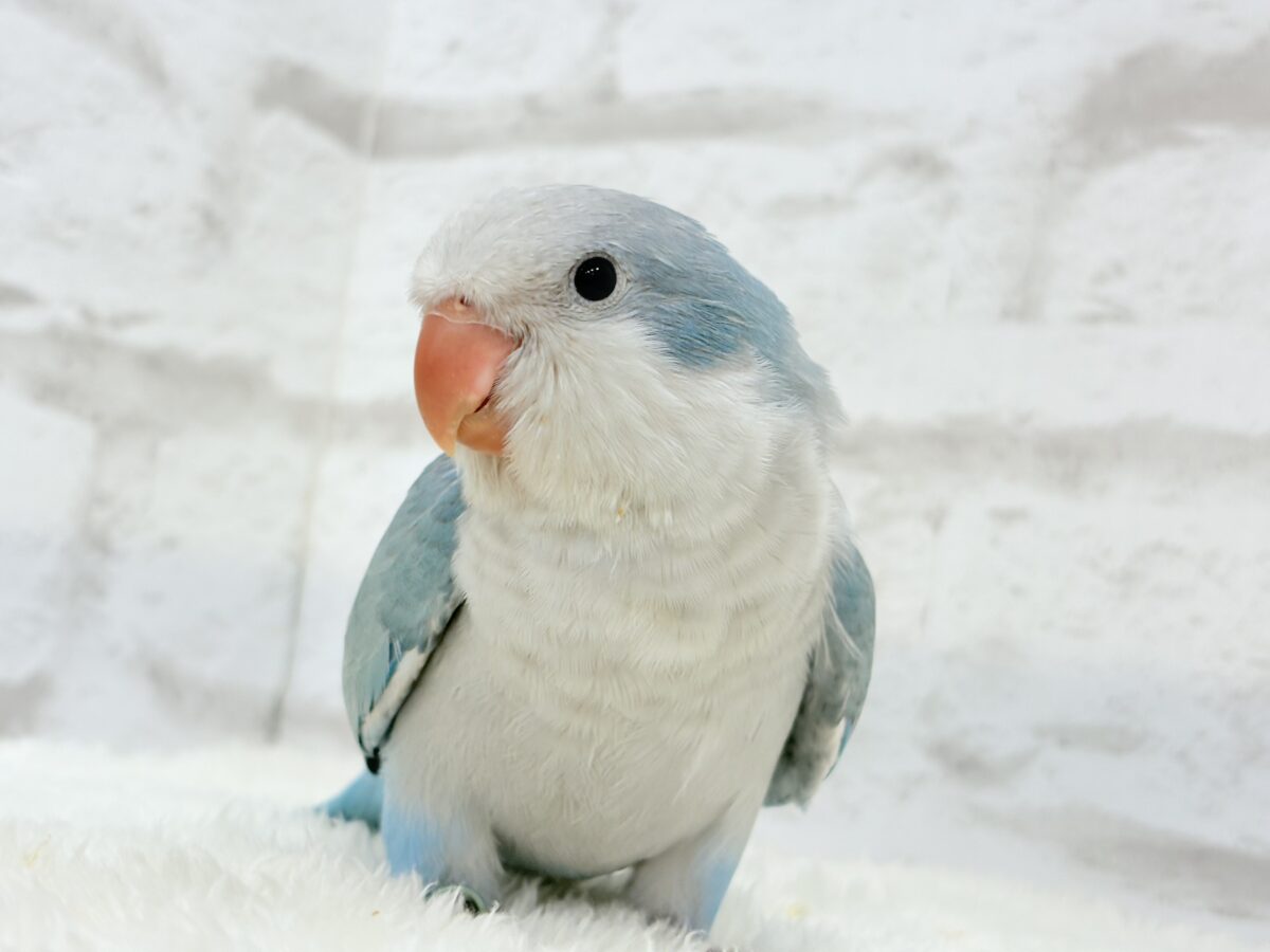 【動画更新🪄】未来は触れ合い大好きさん…?💖オキナインコ(ブルーオパーリン) ヒナ オキナインコ