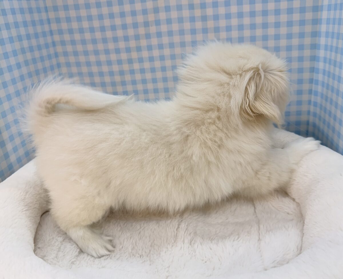 最新📷アザラシの子供?ペキくん来たよ! ペキニーズ