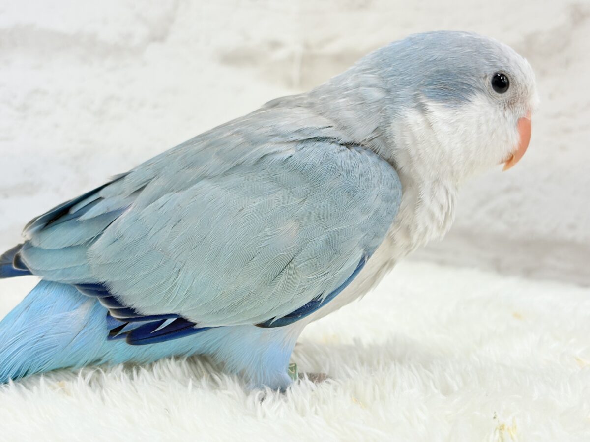 オキナインコ