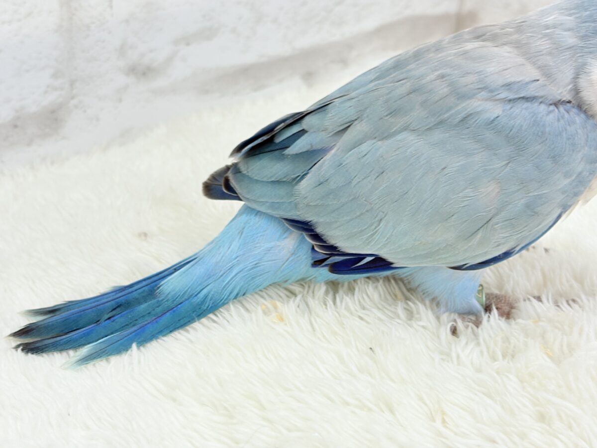 オキナインコ