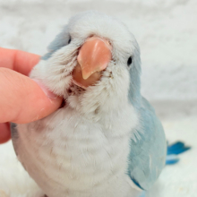 【動画更新🪄】未来は触れ合い大好きさん…？💖オキナインコ(ブルーオパーリン) ヒナ