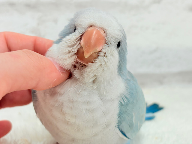 【動画更新🪄】未来は触れ合い大好きさん…？💖オキナインコ(ブルーオパーリン) ヒナ