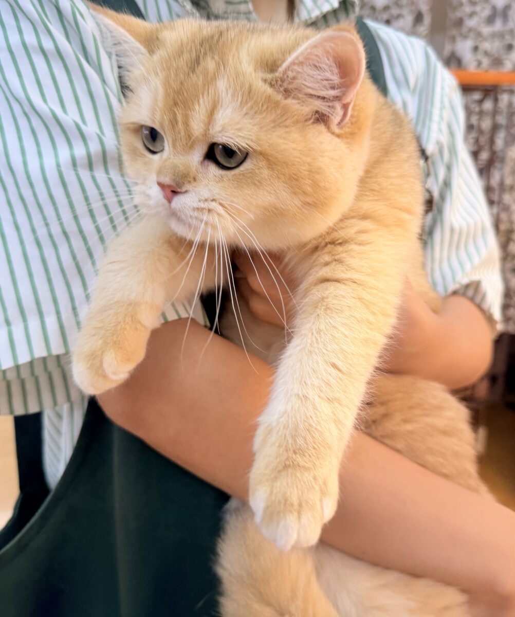 最新📷珍しい毛色のブリティッシュくん! ブリティッシュショートヘア