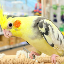 【動画更新🪄】くりくりおめめのアイドルフェイス🐥🍭💓オカメインコ(パイド)