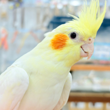 端正な顔立ちのツンデレさん🐥𖤣𖥧𖥣オカメインコ(ルチノー)