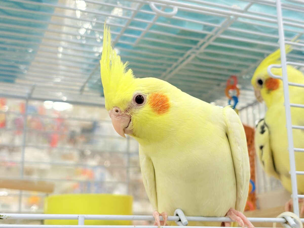 オカメインコ