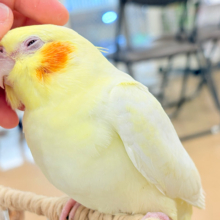 【動画更新🪄】むっちりボディにメッロメロ🥰💖オカメインコ(ルチノー)