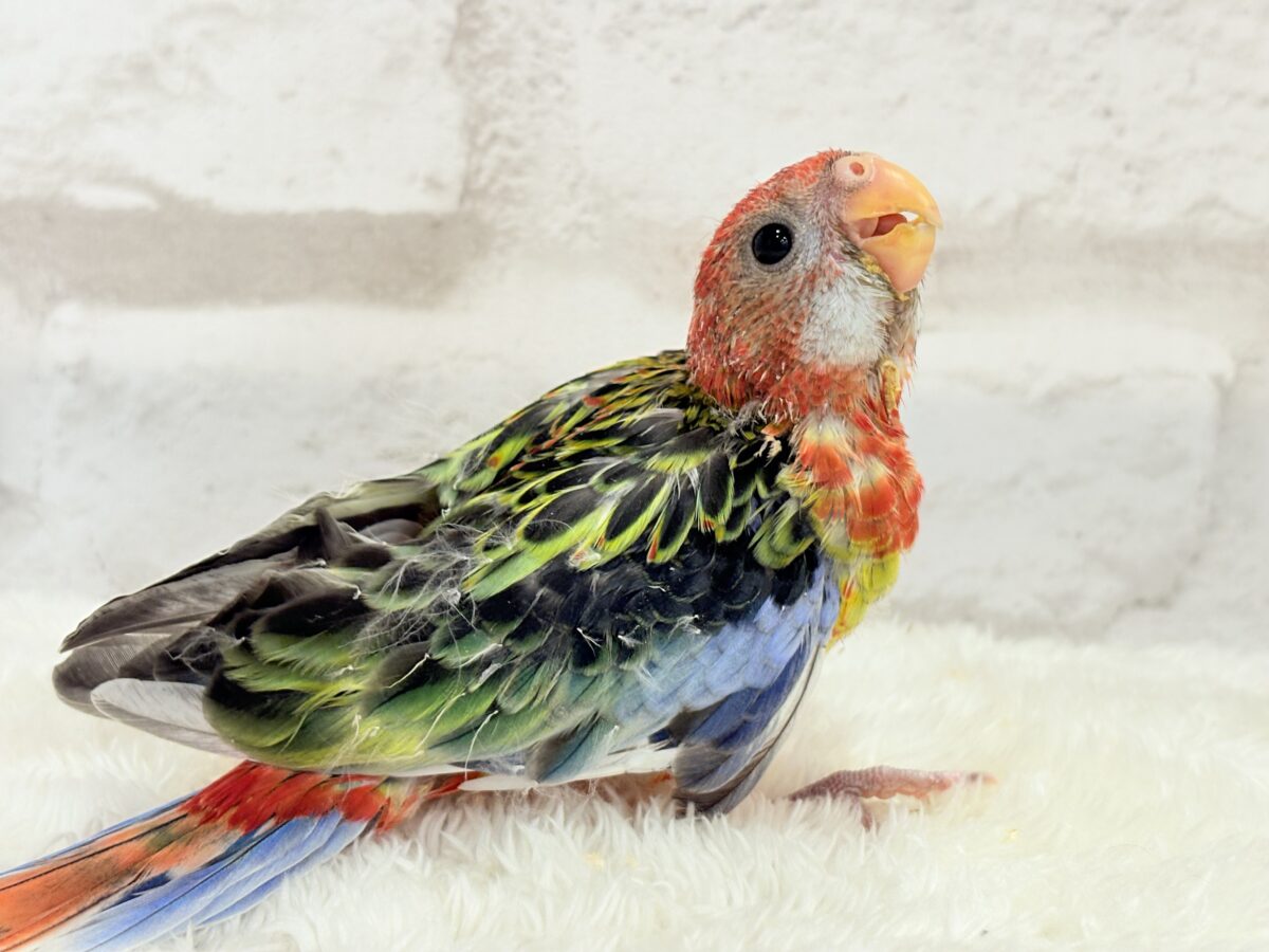 ナナクサインコ（七草インコ）