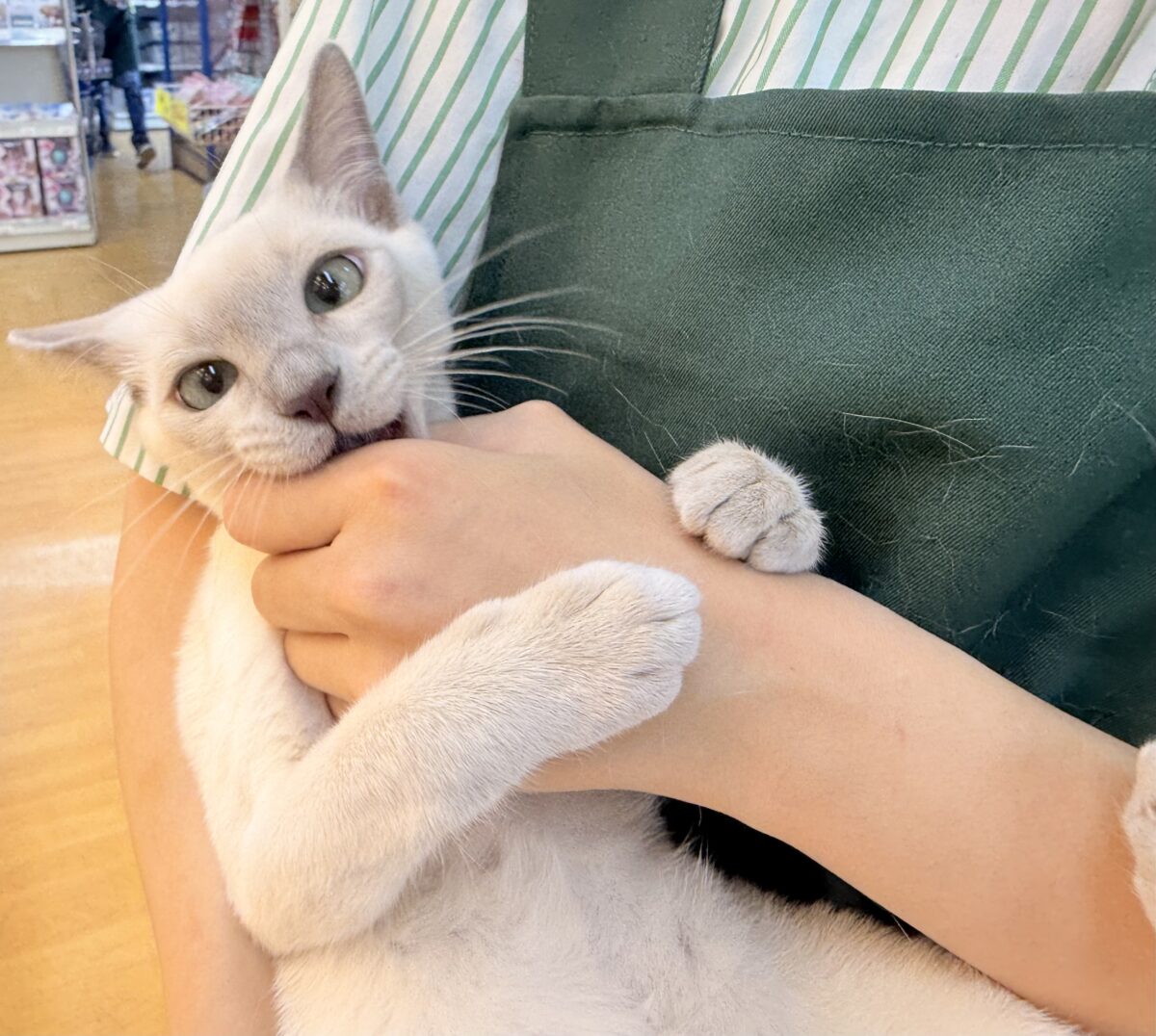 トンキニーズ