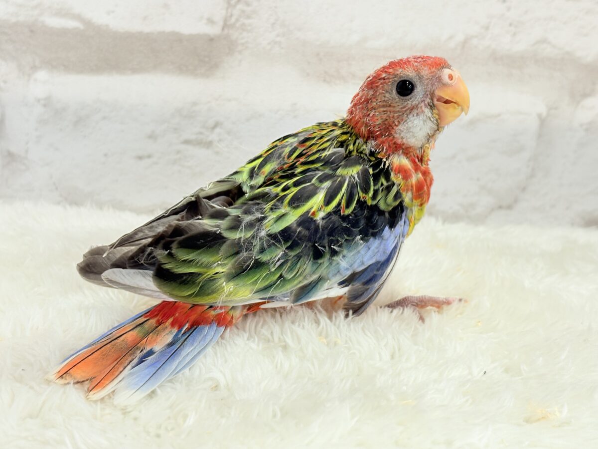ナナクサインコ（七草インコ）