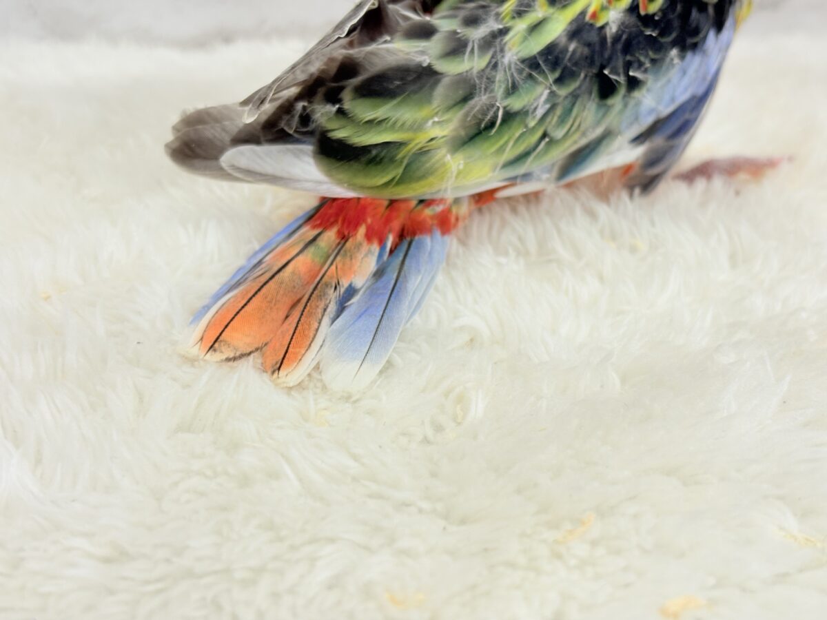 ナナクサインコ（七草インコ）