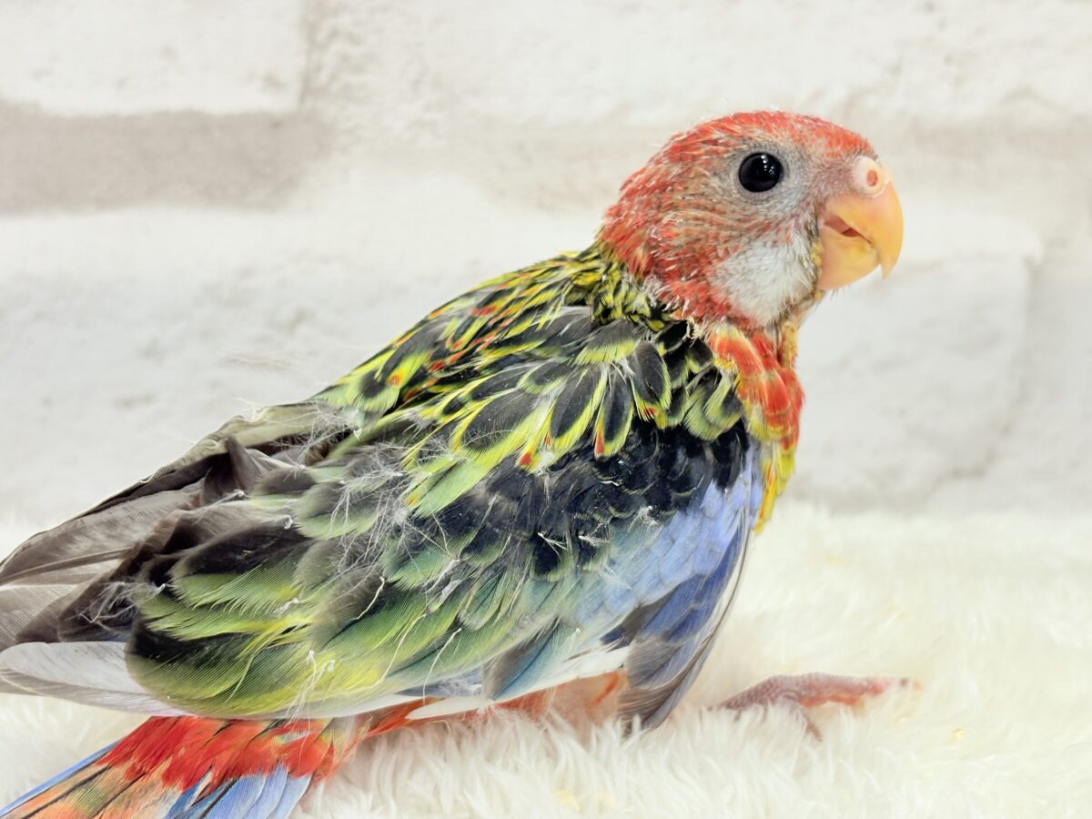 ナナクサインコ（七草インコ）