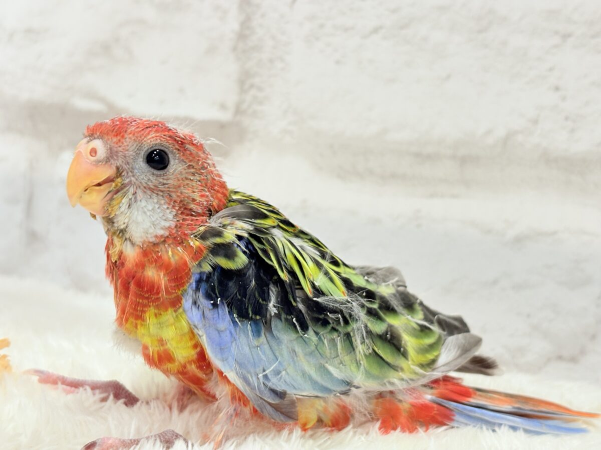 ナナクサインコ（七草インコ）