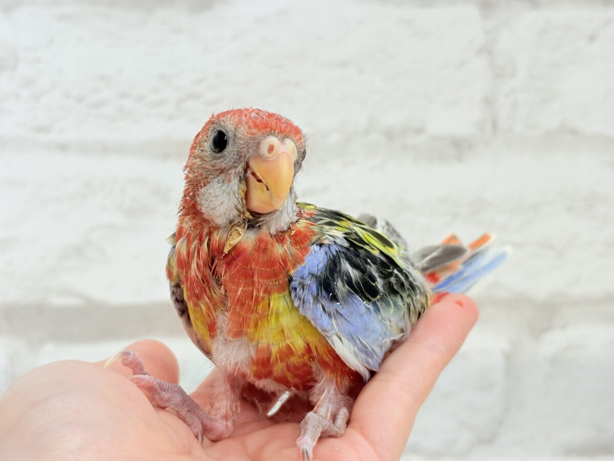 ナナクサインコ（七草インコ）