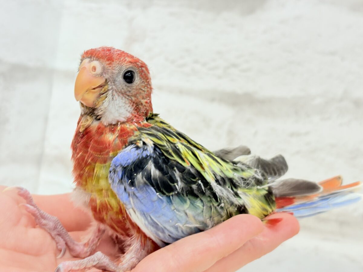ナナクサインコ（七草インコ）
