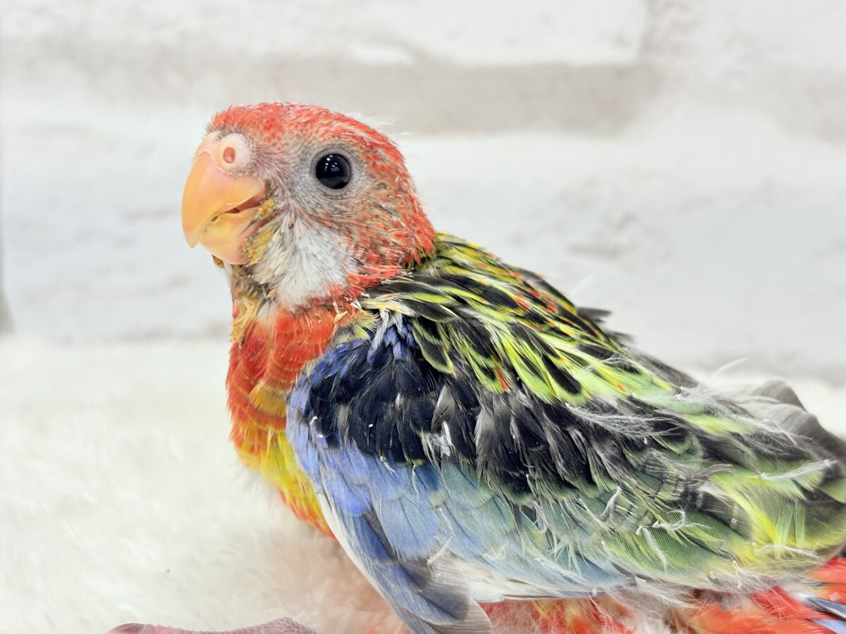 ナナクサインコ（七草インコ）