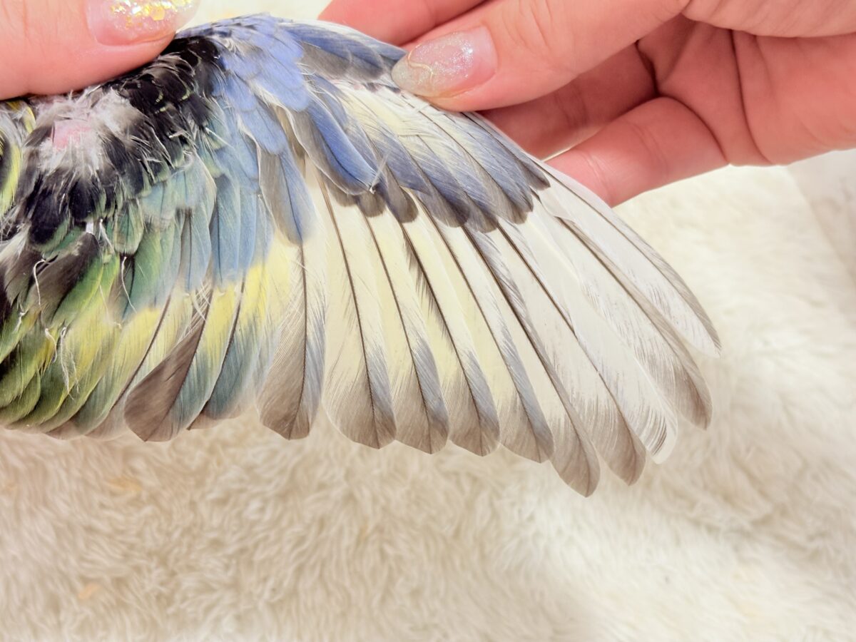 ナナクサインコ（七草インコ）