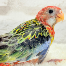 【最新画像更新🪄】激レア💖ご飯の時間は恐竜になっちゃうよ🦖🌈ナナクサインコ ヒナ