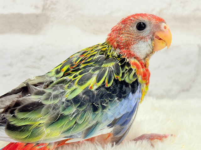 【最新画像更新🪄】激レア💖ご飯の時間は恐竜になっちゃうよ🦖🌈ナナクサインコ ヒナ