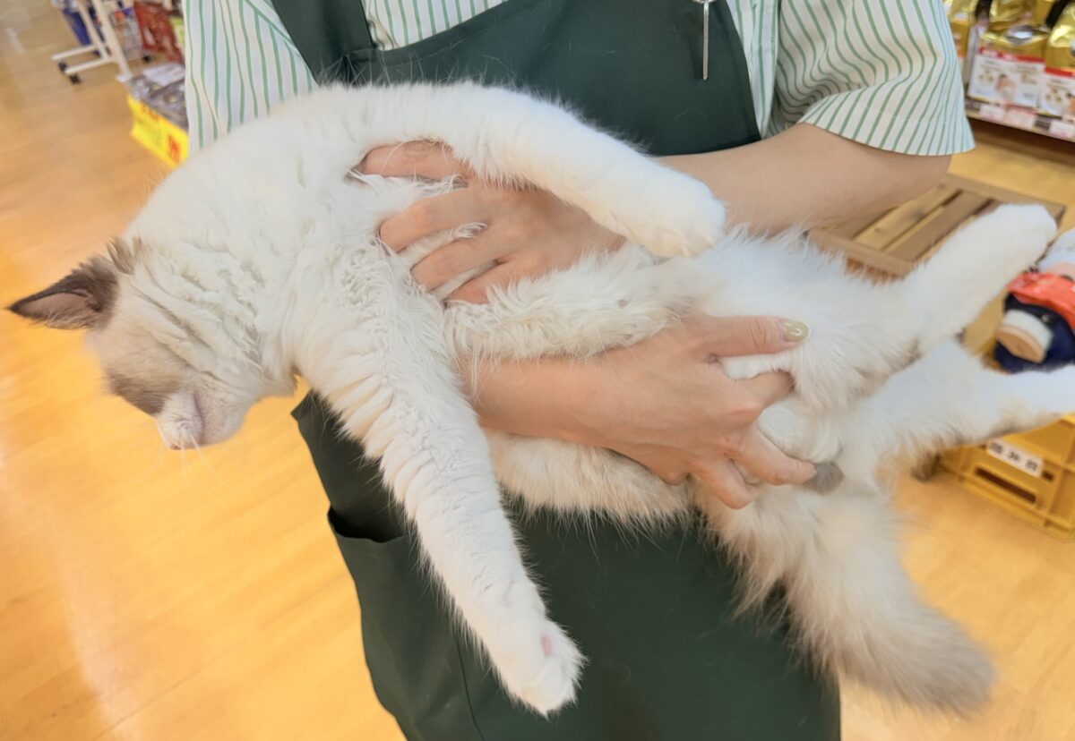 最新📷イケメンにゃんこ!ラグドールくん♡ ラグドール