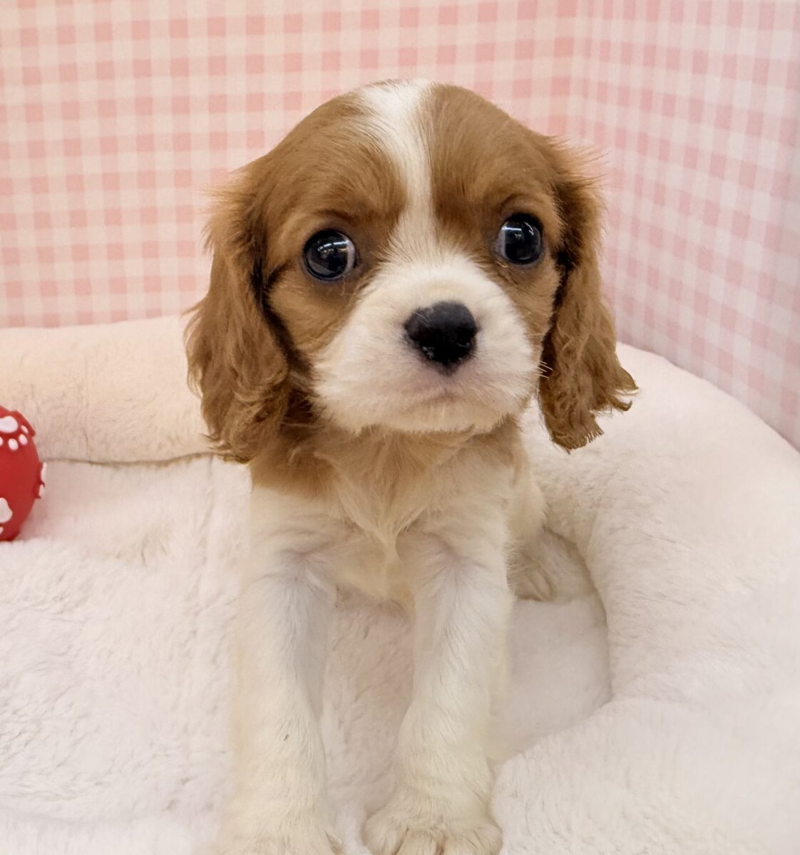 キャバリア・キングチャールズ・スパニエル