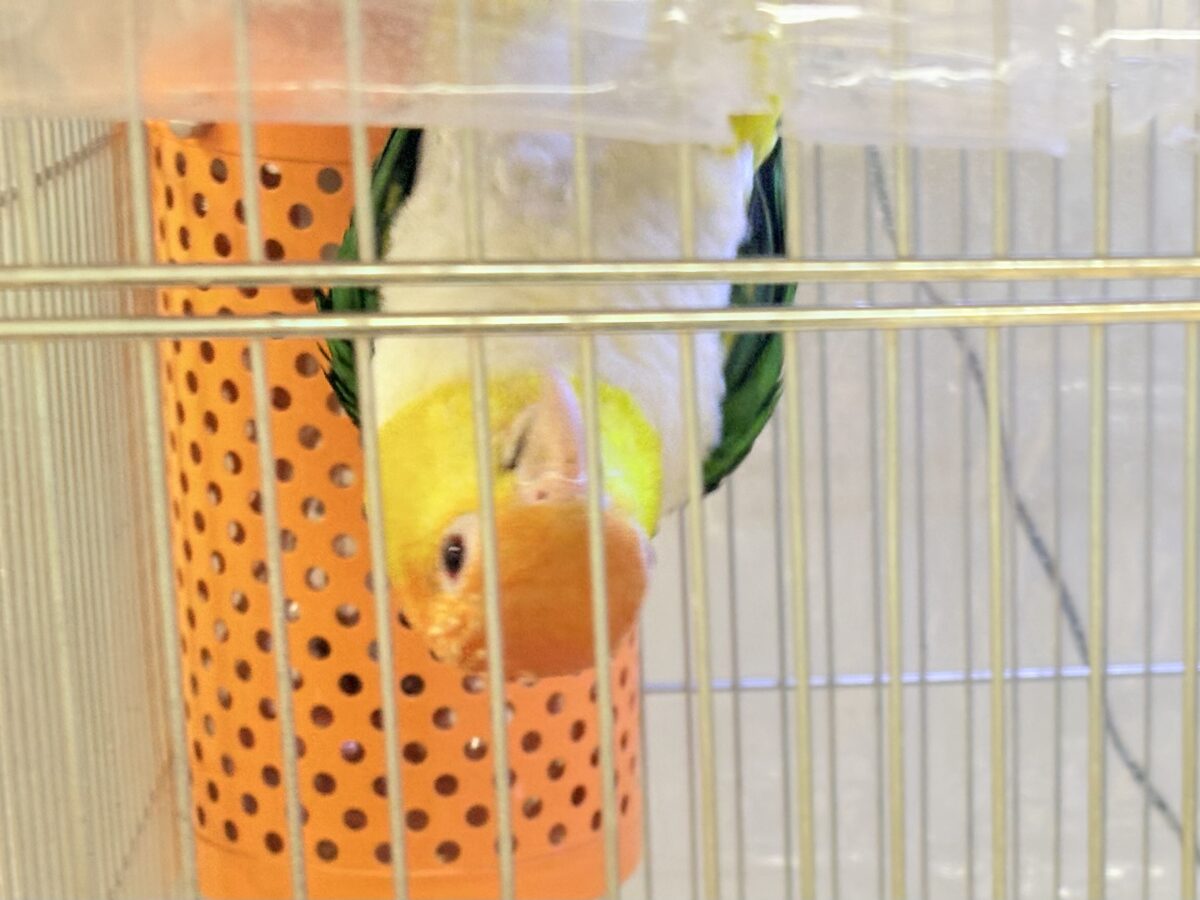 【最新画像】好奇心旺盛‼️やってきたぜ‼️✨️シロハラインコ(女の子) シロハラインコ
