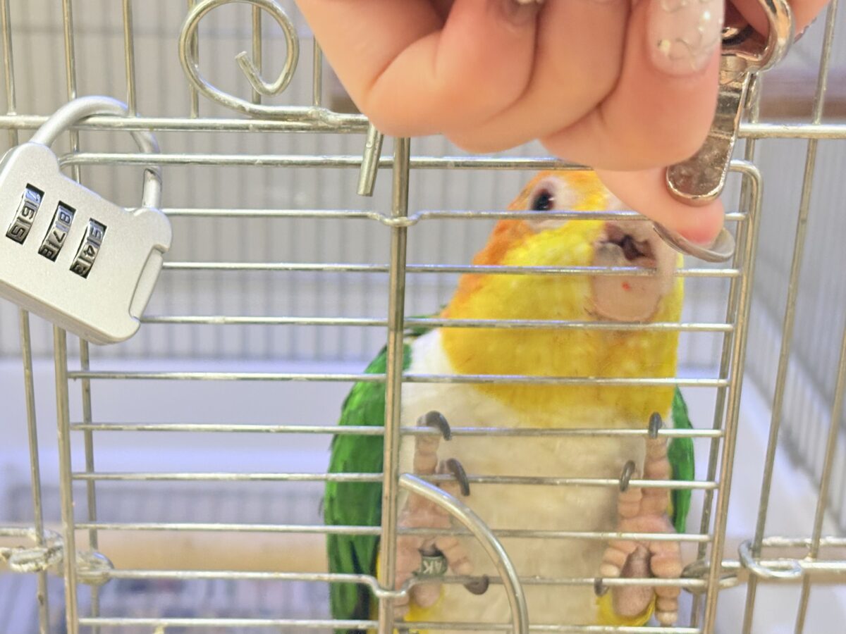 【最新画像】好奇心旺盛‼️やってきたぜ‼️✨️シロハラインコ(女の子) シロハラインコ