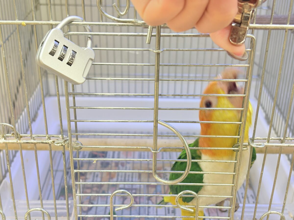 【最新画像】好奇心旺盛‼️やってきたぜ‼️✨️シロハラインコ(女の子) シロハラインコ