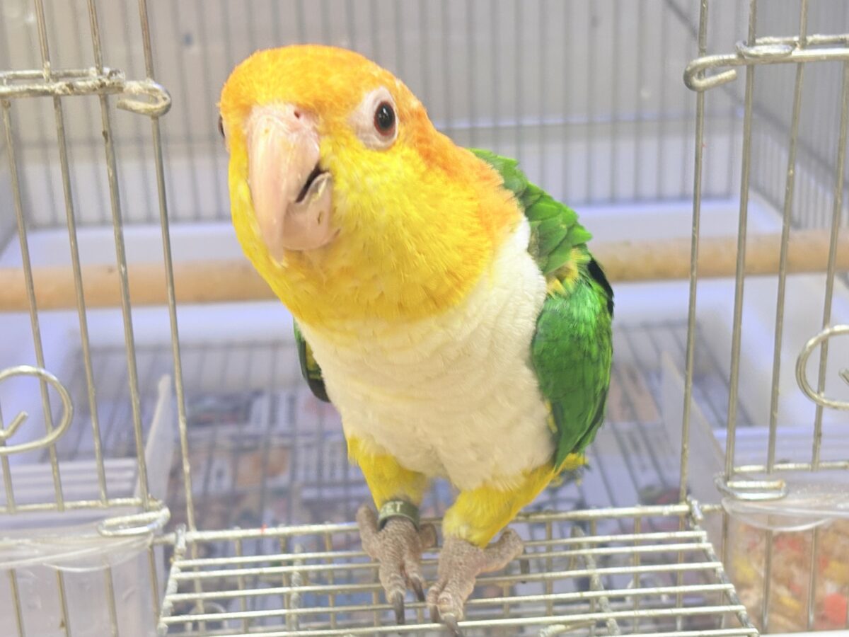 【最新画像】好奇心旺盛‼️やってきたぜ‼️✨️シロハラインコ(女の子) シロハラインコ