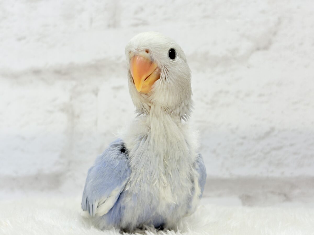 コザクラインコ（小桜インコ）