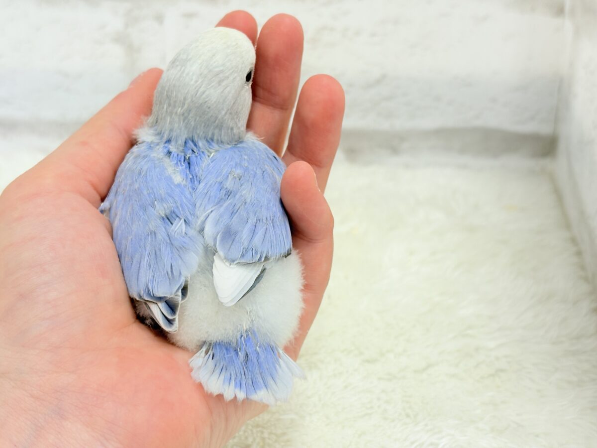 コザクラインコ（小桜インコ）