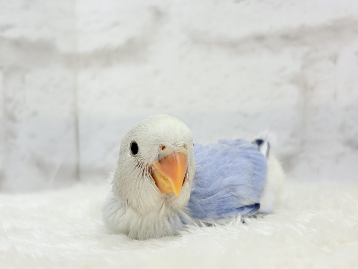 コザクラインコ（小桜インコ）