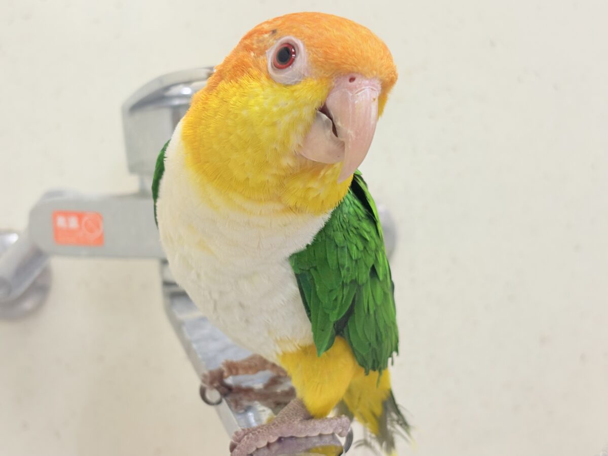 【最新画像】好奇心旺盛‼️やってきたぜ‼️✨️シロハラインコ(女の子) シロハラインコ