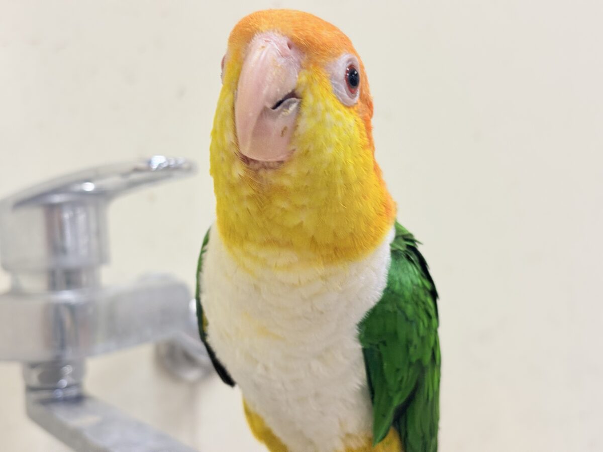 【最新画像】好奇心旺盛‼️やってきたぜ‼️✨️シロハラインコ(女の子) シロハラインコ