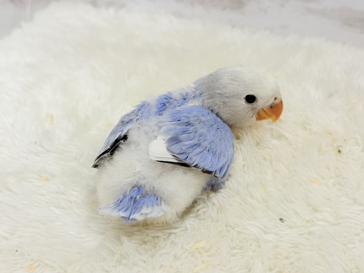 コザクラインコ（小桜インコ）