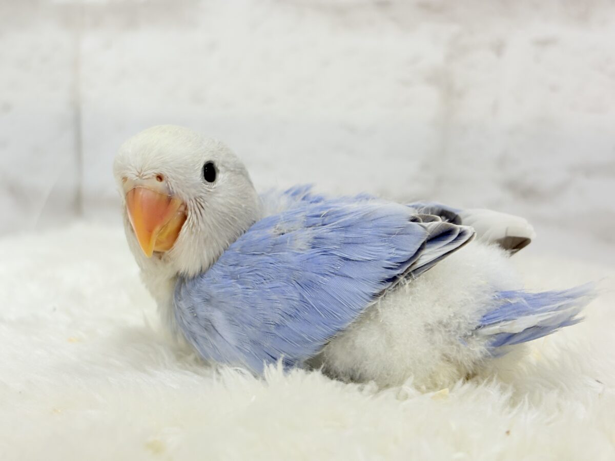 コザクラインコ（小桜インコ）