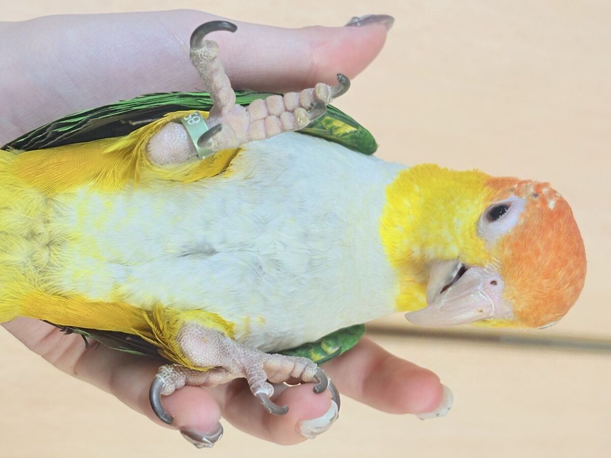 【最新画像】好奇心旺盛‼️やってきたぜ‼️✨️シロハラインコ(女の子) シロハラインコ