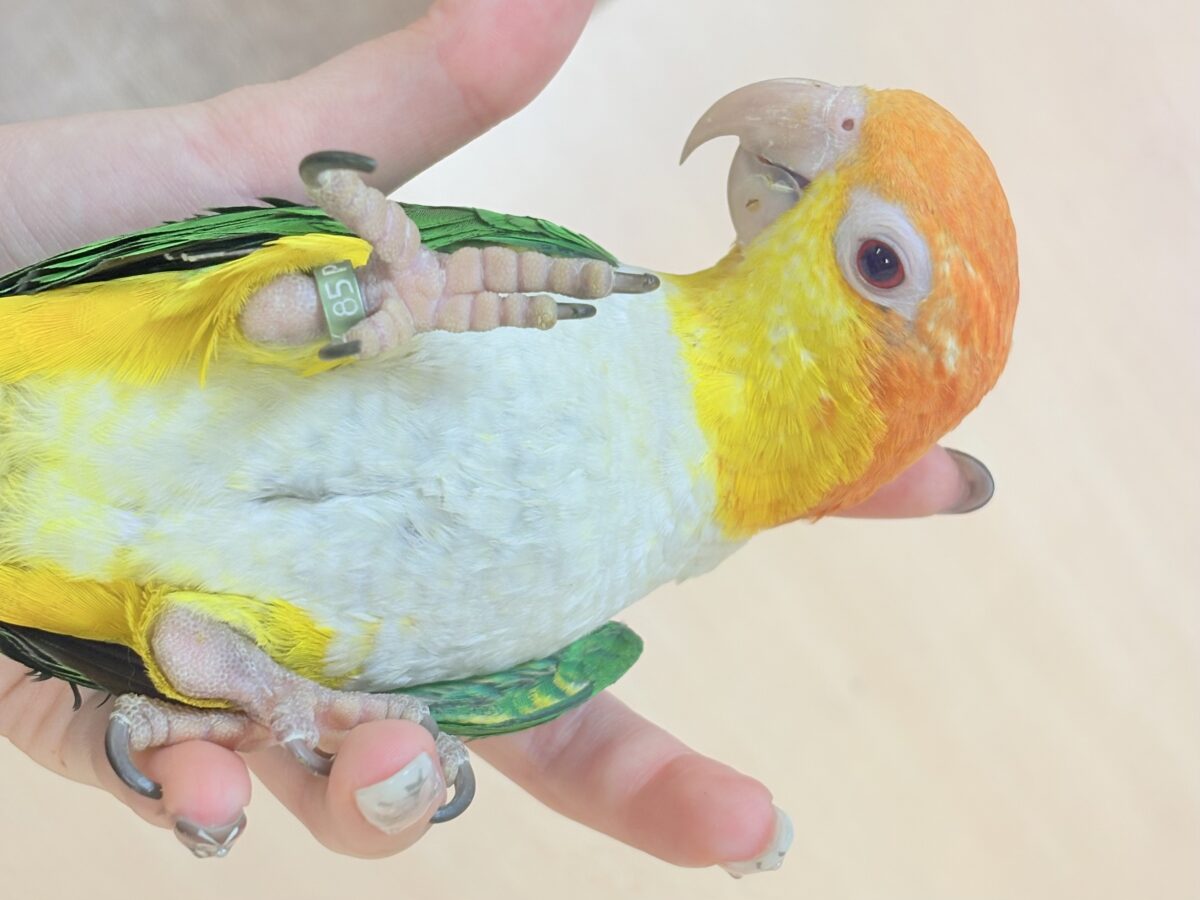 【最新画像】好奇心旺盛‼️やってきたぜ‼️✨️シロハラインコ(女の子) シロハラインコ