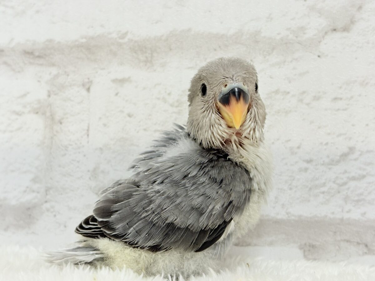 コザクラインコ（小桜インコ）