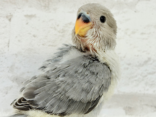 【最新画像更新🪄】かっこよく可愛く🍭全方向制覇しちゃうゾ🐣💖コザクラインコ(モーブオパーリン) ヒナ