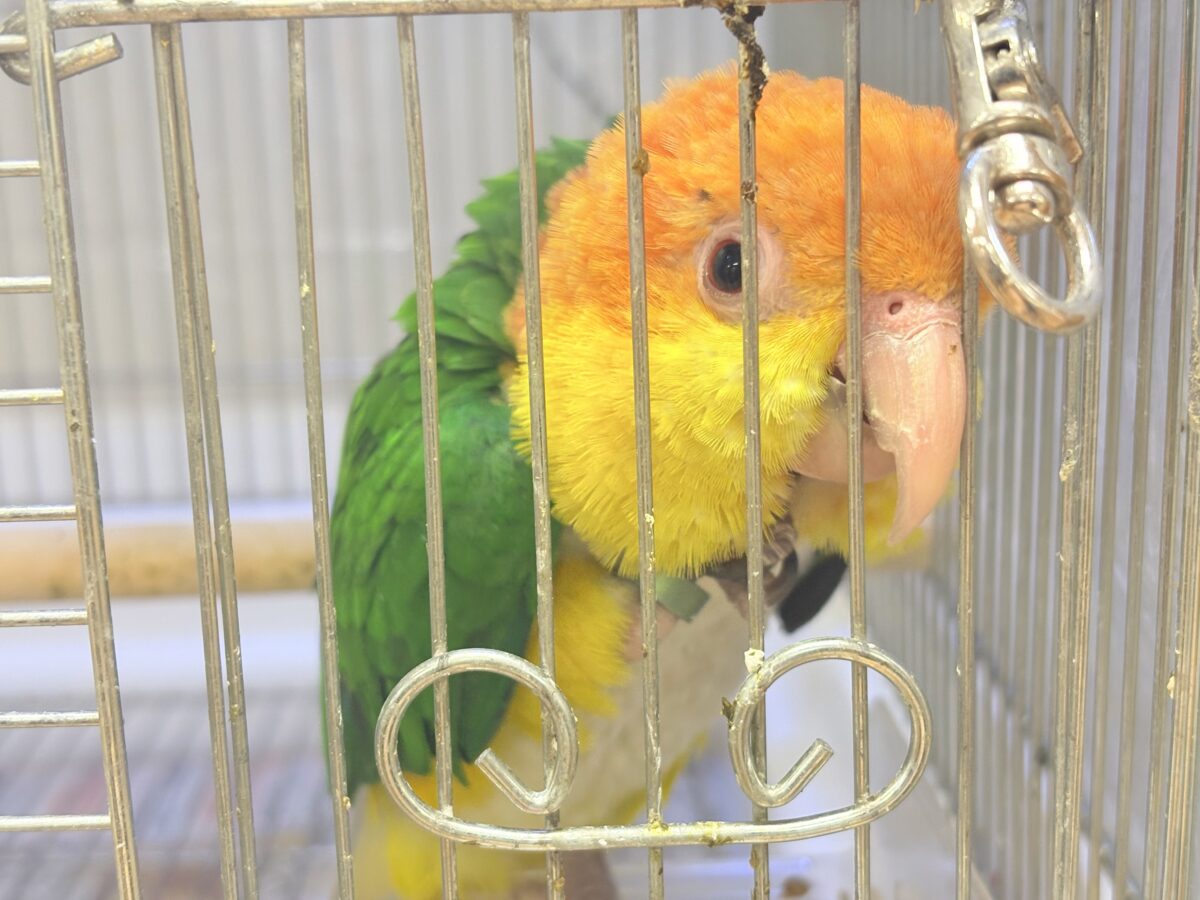 【最新画像】好奇心旺盛‼️やってきたぜ‼️✨️シロハラインコ(女の子) シロハラインコ