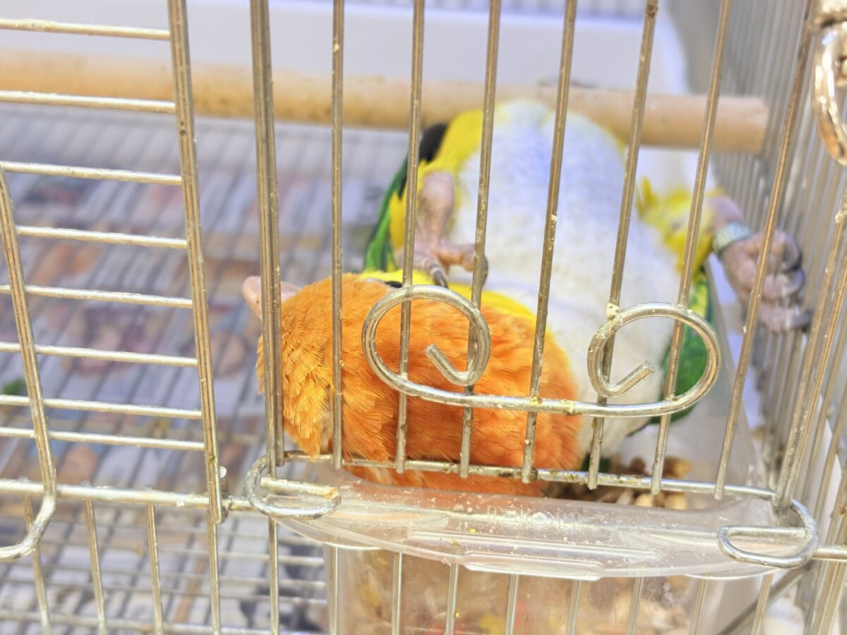 【最新画像】好奇心旺盛‼️やってきたぜ‼️✨️シロハラインコ(女の子) シロハラインコ