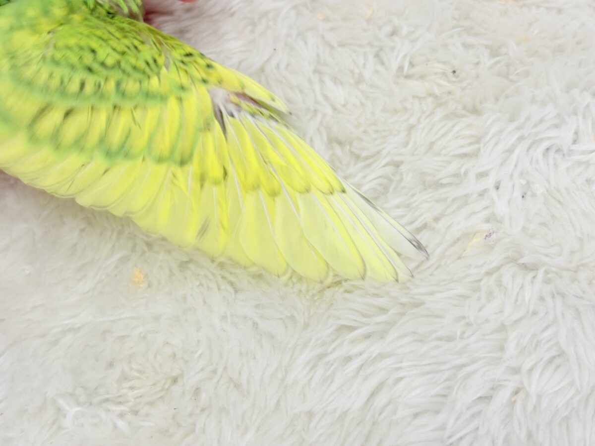 セキセイインコ
