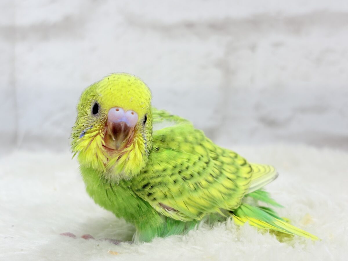 セキセイインコ
