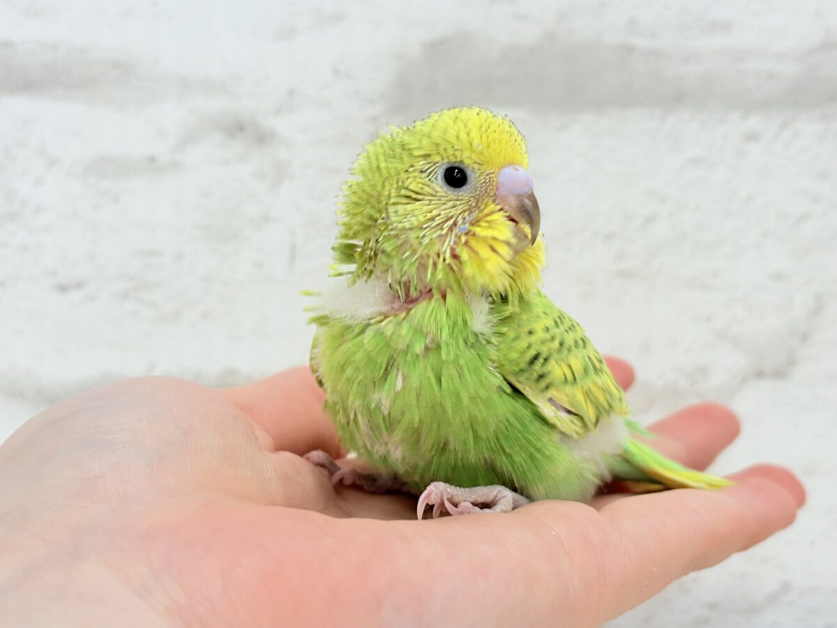 セキセイインコ