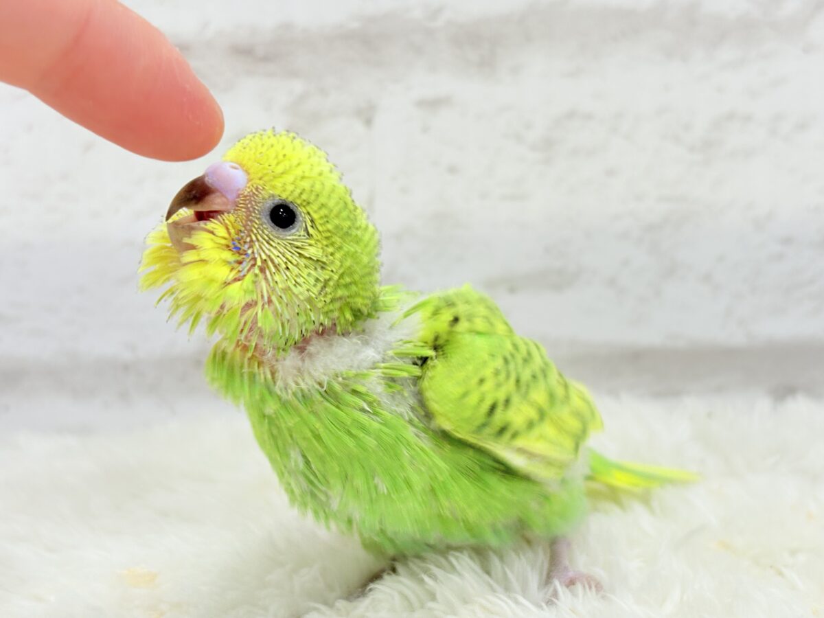 セキセイインコ