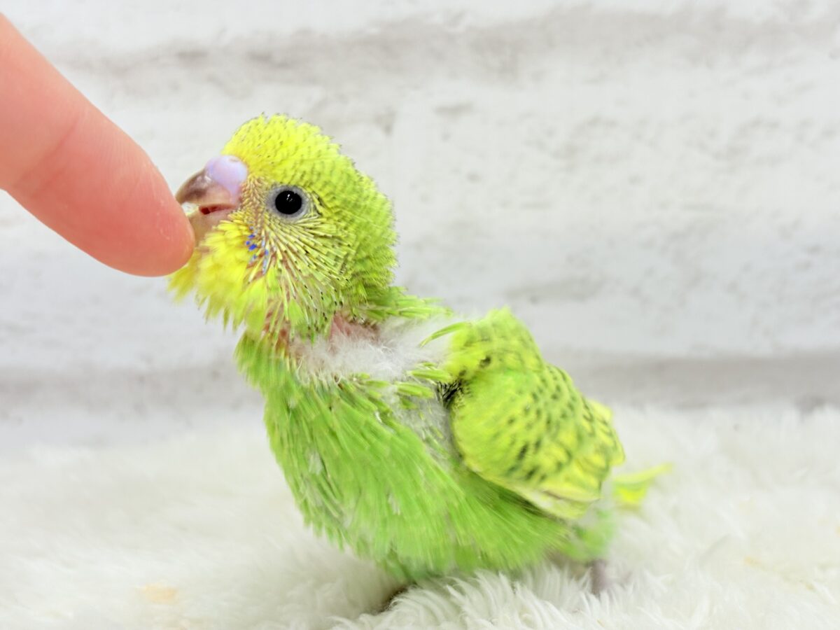 セキセイインコ
