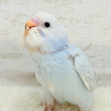 【最新画像更新🪄】爽やか涼しげカラーの子🐣🫧セキセイインコ(スパングル) ヒナ