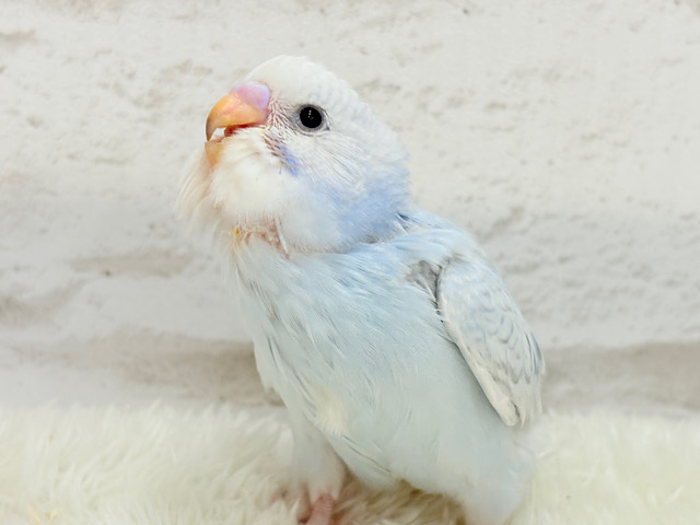 【最新画像更新🪄】爽やか涼しげカラーの子🐣🫧セキセイインコ(スパングル) ヒナ