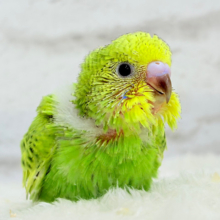【最新画像更新🪄】森林浴で癒される〜🐣🌳🫧セキセイインコ(スパングル) ヒナ